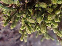 Veronica quadrifaria