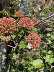 Viburnum carlesii