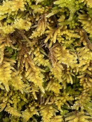 Homalothecium aureum