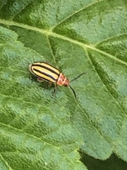 Disonycha spilotrachela