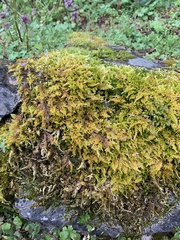 Homalothecium aureum