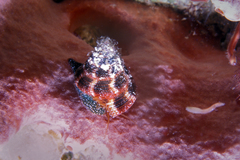 Calliostoma jujubinum