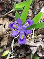 Iris lacustris