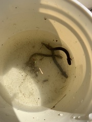 Siren intermedia