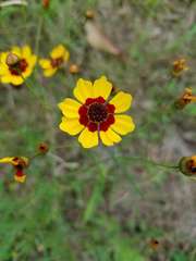 Coreopsis tinctoria