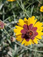 Coreopsis tinctoria