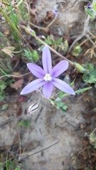 Brodiaea appendiculata