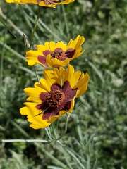 Coreopsis tinctoria