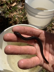 Siren intermedia