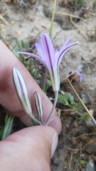 Brodiaea appendiculata
