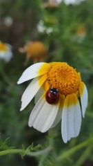 Coccinella septempunctata
