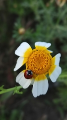 Coccinella septempunctata