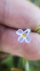 Downingia ornatissima var. ornatissima