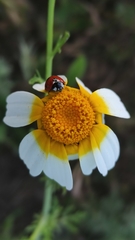 Coccinella septempunctata