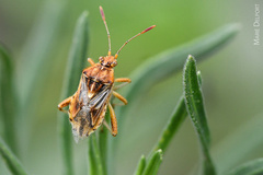 Stictopleurus scutellaris