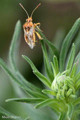 Stictopleurus scutellaris