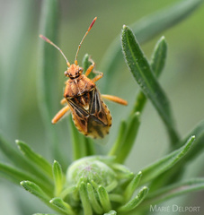 Stictopleurus scutellaris