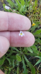 Downingia ornatissima var. ornatissima