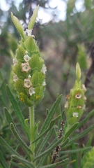 Lavandula viridis