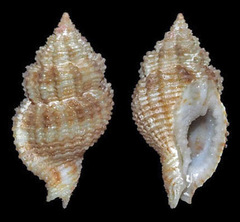 Sinetectula farinosa