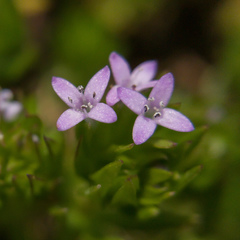 Sherardia arvensis