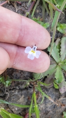 Downingia ornatissima