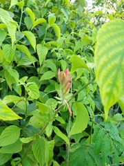 Justicia aequilabris