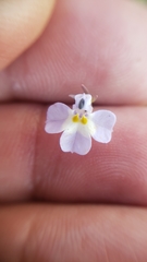 Downingia ornatissima