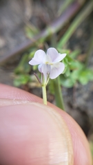 Downingia ornatissima