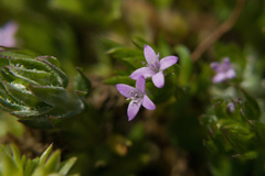 Sherardia arvensis