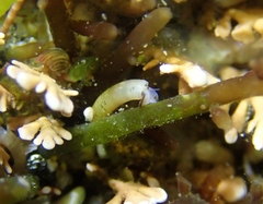Caecum californicum
