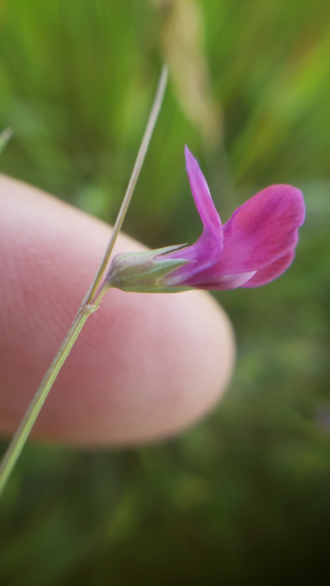 Lathyrus angulatus