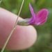 Angled Pea - Photo (c) Shane Hanofee, some rights reserved (CC BY-NC), uploaded by Shane Hanofee