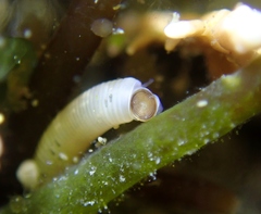 Caecum californicum