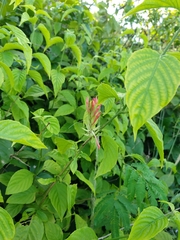 Justicia aequilabris