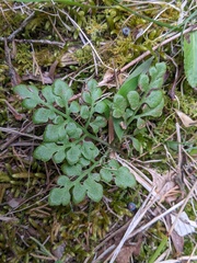 Sceptridium jenmanii