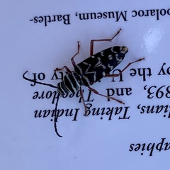 Megacyllene caryae