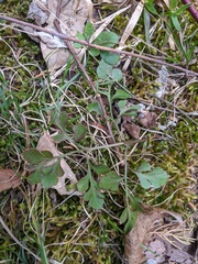 Sceptridium jenmanii