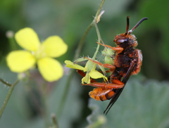 Nomada agrestis