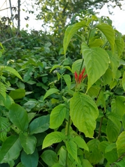 Justicia aequilabris