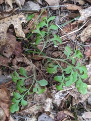 Sceptridium jenmanii