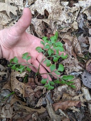 Sceptridium jenmanii