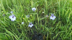 Downingia bicornuta var. picta