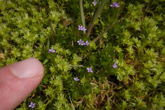 Sherardia arvensis