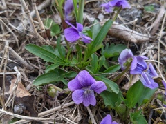 Viola egglestonii