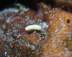 Caecum californicum