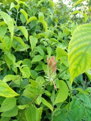 Justicia aequilabris