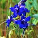 Menzies' Larkspur - Photo (c) Kurt Steinbach, some rights reserved (CC BY-NC), uploaded by Kurt Steinbach