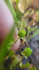 Ranunculus bonariensis