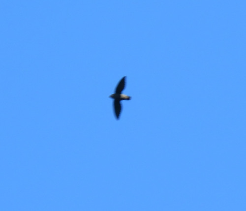 Pale-rumped Swift (Chaetura egregia), photo 4